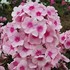 'Bright Eyes' Tall Phlox