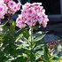 'Bright Eyes' Tall Phlox