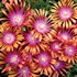 'Fire Spinner'  Ice Plant