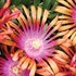 'Fire Spinner'  Ice Plant
