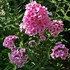 'Bright Eyes' Tall Phlox