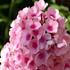 'Bright Eyes' Tall Phlox