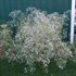 Baby's Breath