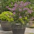 Bloomerang® Dark Purple Lilac