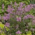 Bloomerang® Dark Purple Lilac
