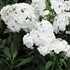'David' Tall Phlox