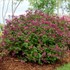 Bloomerang® Dark Purple Lilac
