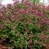 Bloomerang® Dark Purple Lilac