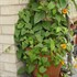 Orange Black-Eyed Susan Vine