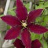 'Niobe' Clematis Vine