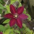 'Niobe' Clematis Vine