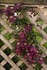 'Niobe' Clematis Vine