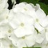 'David' Tall Phlox