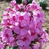Phlox 'Eva Cullum'