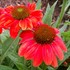 Sombrero™ 'Hot Coral' Coneflower