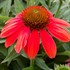 Sombrero™ 'Hot Coral' Coneflower
