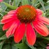 Sombrero™ 'Hot Coral' Coneflower