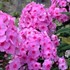 Phlox 'Eva Cullum'