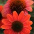 Sombrero™ 'Hot Coral' Coneflower