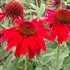Sombrero 'Salsa Red' Coneflower