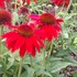 Sombrero 'Salsa Red' Coneflower