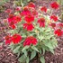 Sombrero 'Salsa Red' Coneflower