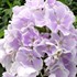 'Franz Schubert' Phlox