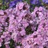'Franz Schubert' Phlox
