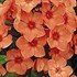 'Orange Perfection' Garden Phlox