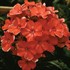 'Orange Perfection' Garden Phlox