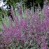 'Bolero' Agastache Hyssop