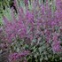 'Bolero' Agastache Hyssop