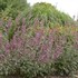 'Bolero' Agastache Hyssop