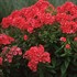 'Orange Perfection' Garden Phlox