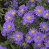 Aster KICKIN™ 'LILAC BLUE'