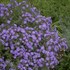 Aster KICKIN™ 'LILAC BLUE'