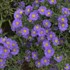 Aster KICKIN™ 'LILAC BLUE'