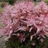Astilbe 'Deft Lace' False Spirea