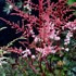 Astilbe 'Deft Lace' False Spirea