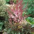 Astilbe 'Deft Lace' False Spirea