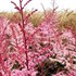 Astilbe 'Deft Lace' False Spirea