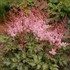 Astilbe 'Deft Lace' False Spirea
