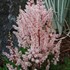 Astilbe 'Look at Me' False Sprirea