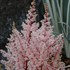 Astilbe 'Look at Me' False Sprirea