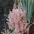 Astilbe 'Look at Me' False Sprirea