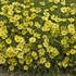 'Full Moon' Coreopsis Tickseed