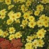 'Full Moon' Coreopsis Tickseed
