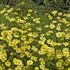'Full Moon' Coreopsis Tickseed