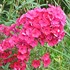 'Starfire' Tall Garden Phlox
