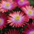 'Garnet' Jewel of Desert Garnet Delosperma ICE PLANT